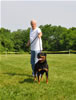 Open males: : 0599 Penn Vom Blauraen SG