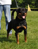 Open males: : 0600 Penn Vom Blauraen SG