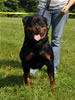 Open males: : 0613 Able Von Der Siegbach SG