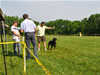 Open males: : 0616 Misha Vom Keiser Wappen V3