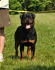 Open males: : 0619 Misha Vom Keiser Wappen V3