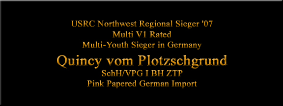 Quincy vom Plotzschgrund - Pink Papered German Import