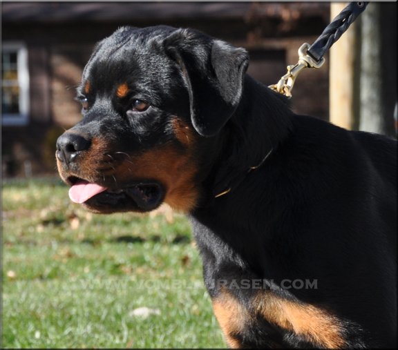 Benno vom Blaurasen, rottweilers