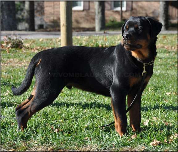 Benno vom Blaurasen, rottweilers