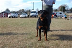 9-12 MONTH FEMALES: 0892 Gracie Vom Adlerstrom G