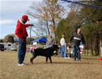 12-18 MONTH MALES: 0905 Karriems Tzar SG1