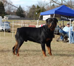 12-18 MONTH MALES: 0908 Karriems Tzar SG1