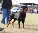12-18 MONTH MALES: 0909 Karriems Tzar SG1