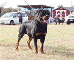 12-18 MONTH MALES: 0911 Karriems Tzar SG1