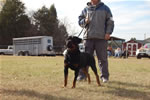 12-18 MONTH MALES: 0915 LL Guns N Roses Von Kayara SG2