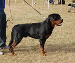 12-18 MONTH MALES: 0930 Zeppelin Von Landschaft SG4