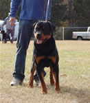 12-18 MONTH MALES: 0931 Zeppelin Von Landschaft SG4