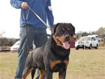 12-18 MONTH MALES: 0936 Zeppelin Von Landschaft SG4