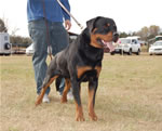 12-18 MONTH MALES: 0937 Zeppelin Von Landschaft SG4