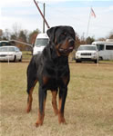 12-18 MONTH MALES: 0940 Abbo Von Landschaft SG