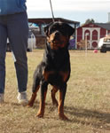 12-18 MONTH MALES: 0975 Arik Vom Solbakken SG
