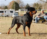 12-18 MONTH MALES: 0976 Arik Vom Solbakken SG