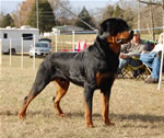 12-18 MONTH MALES: 0979 Arik Vom Solbakken SG
