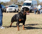 CHAMPION MALES: 1235 Karriems Power Player V1