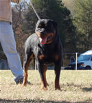 CHAMPION MALES: 1263 Moonlights Sith Lord SG3