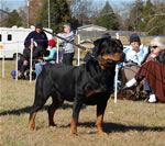 CHAMPION MALES: 1270 ADamien Von Drakkenfels V2