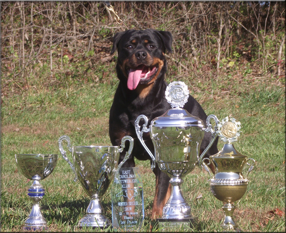 Callie von der Kuhlen Kante, rottweilers