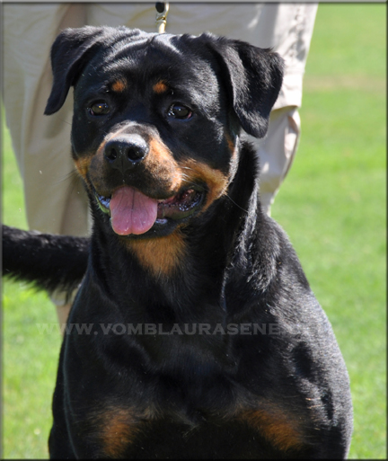 Callie von der Kuhlen Kante, rottweiler female