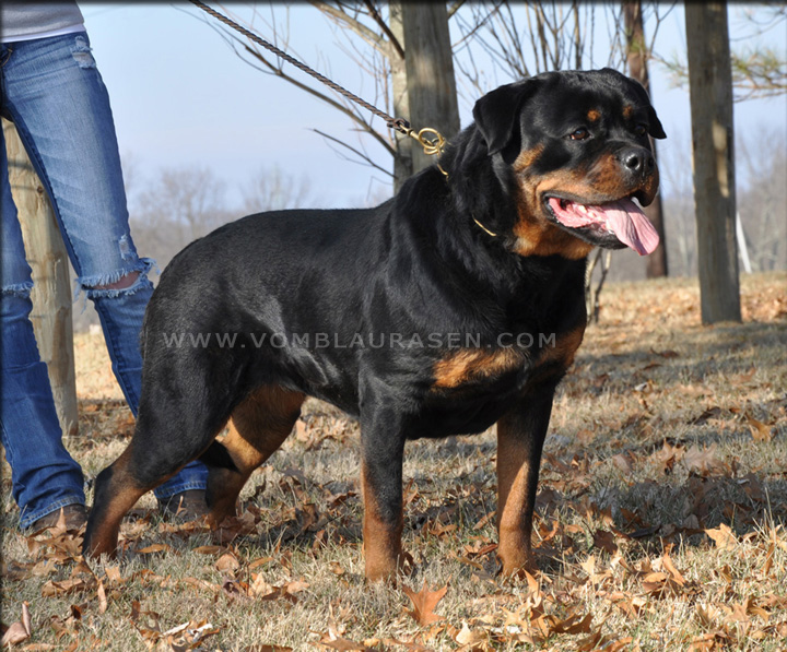 Charlize vom Blaurasen 