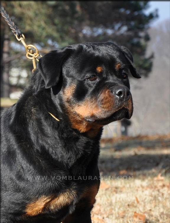 Charlize vom Blaurasen 