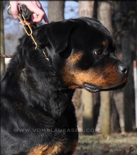 Charlize vom Blaurasen 