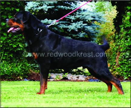 Redwood Krest's Iago, rottweiler stud dog