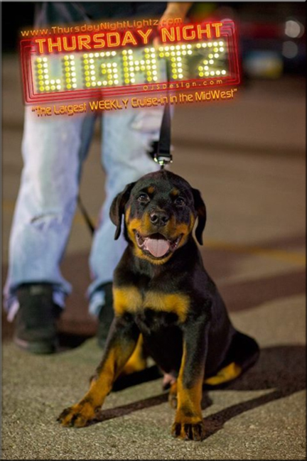 Bieber vom Blaurasen | Sire: Muck vom Blaurasen  |  Dam: Inkaraz vom Blaurasen