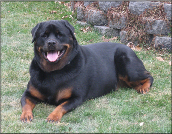 Inkaraz vom Blaurasen, rottweiler puppies