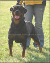 Jerzi vom Blaurasen, female rottweiler