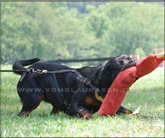 Joy vom Blaurasen - rottweilers