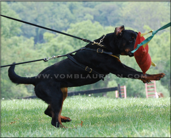 Joy vom Blaurasen | rottweilers