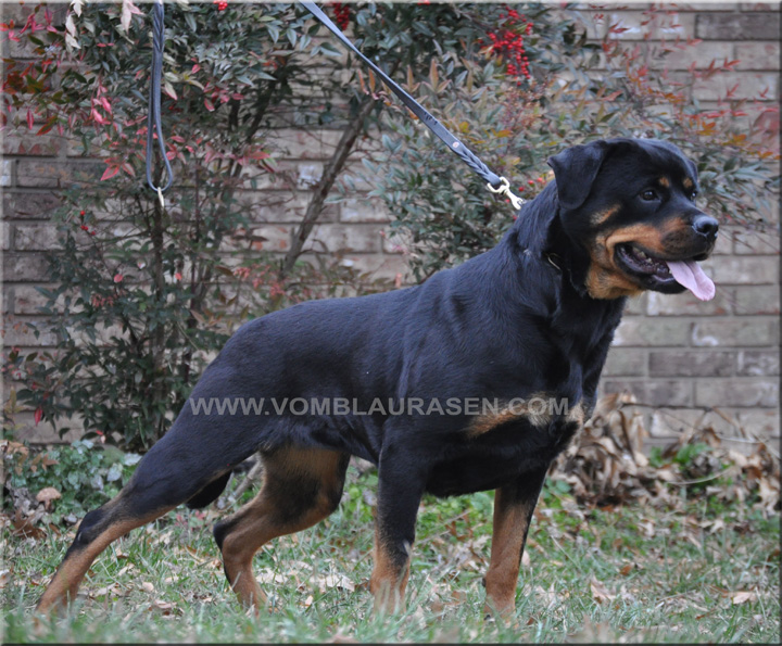 Karma vom Blaurasen - female rottweiler