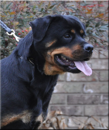 Karma vom Blaurasen - female rottweiler