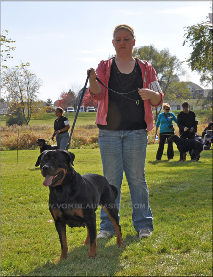 KATIE VOM BLAURASEN, Rathko Crni Lotos daughter, female rottweiler