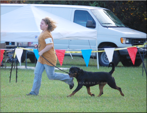 KATIE VOM BLAURASEN, Rathko Crni Lotos daughter, female rottweiler