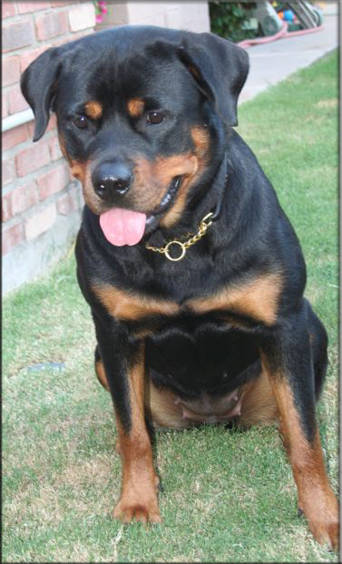 Lexi vom Blaurasen, rottweiler female