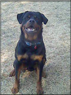 Loring vom Blaurasen   |    |  rottweilers  |   Sire: Quincy vom Plotzschgrund  |   Dam: Meggi von Herrschaft