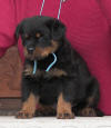 rottweiler puppies