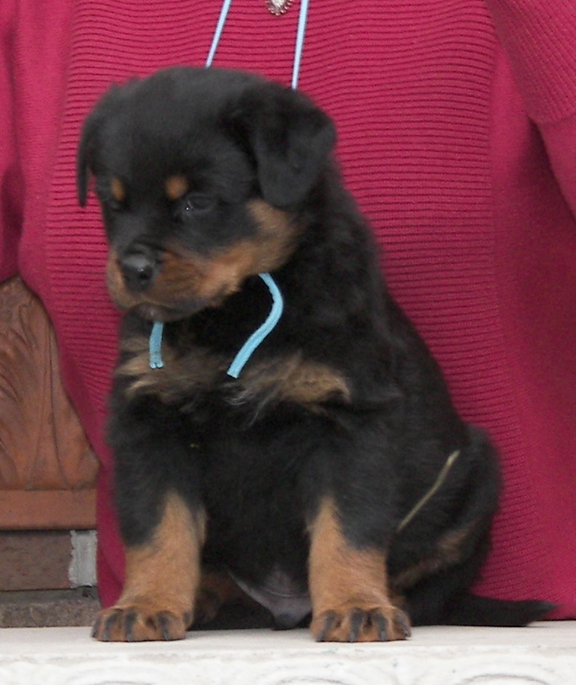 rottweiler puppies