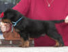 rottweiler puppies