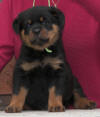 rottweiler puppies