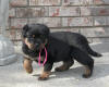 rottweiler puppies