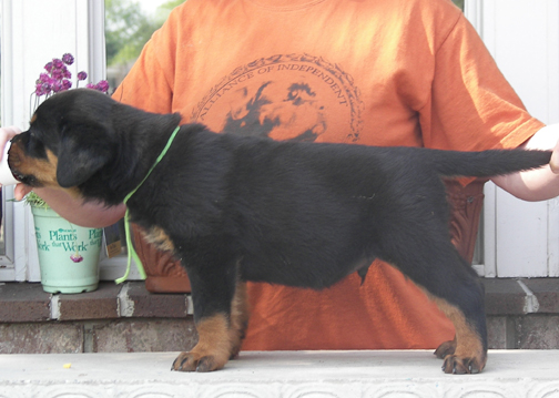 rottweiler puppies