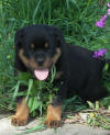 rottweiler puppies