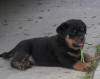 rottweiler puppies